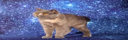 British Shorthair cats for sale: Retired British Shorthaired females available  - Advert 10