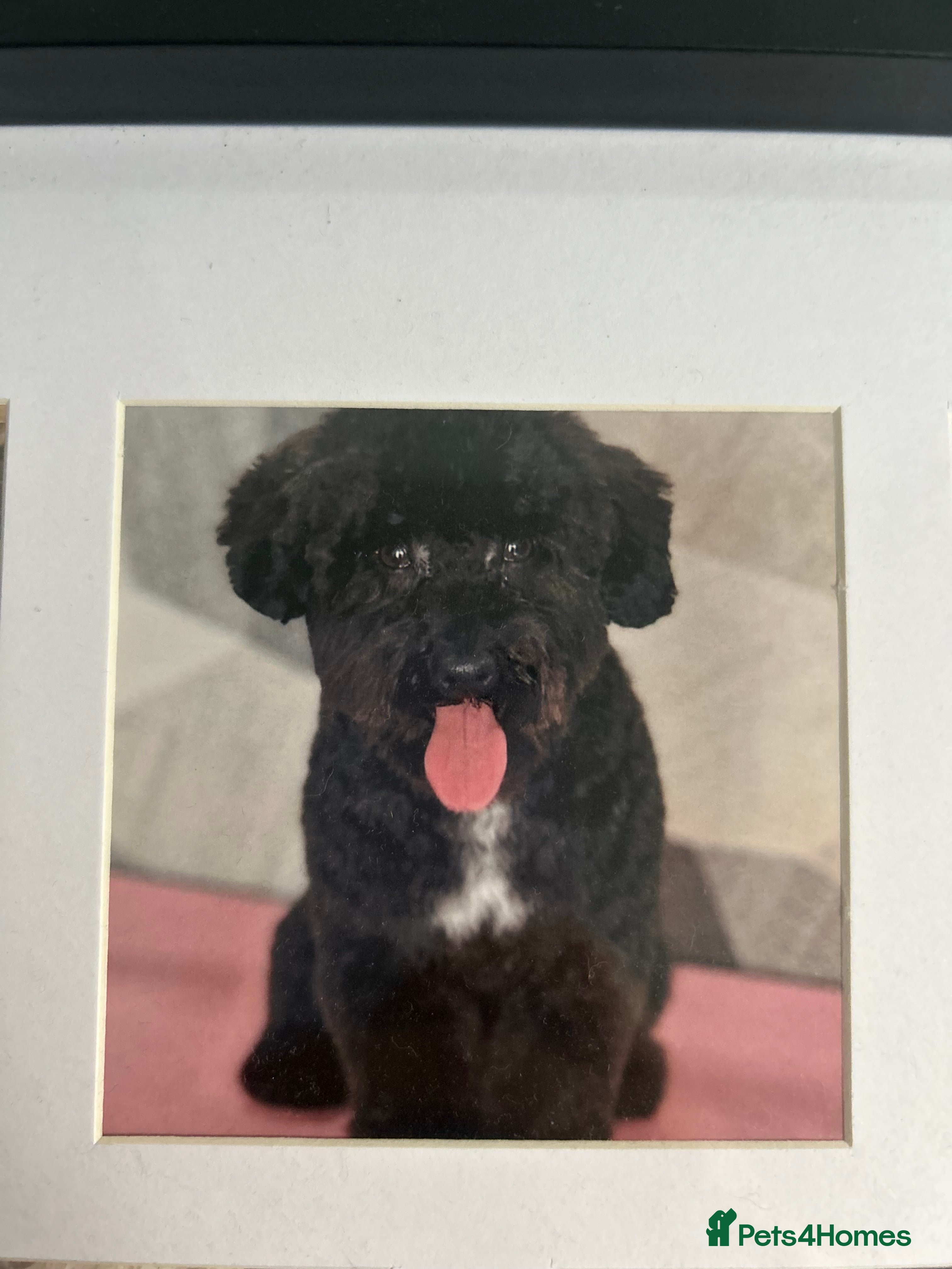 Jackapoo dogs Jackapoo - Advert 1