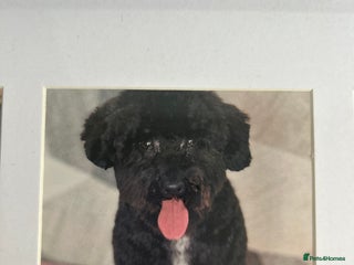 Jackapoo dogs Jackapoo - Advert 1