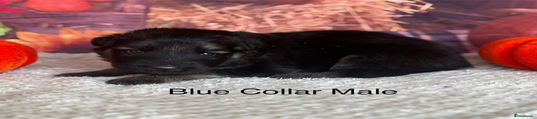 Blue Collar Male