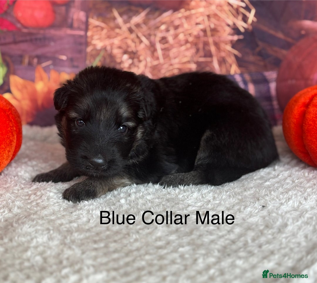 German Shepherd dogs for sale: KC White & Black&Tan German Shepherd Puppies!👀🏡 - Image 9