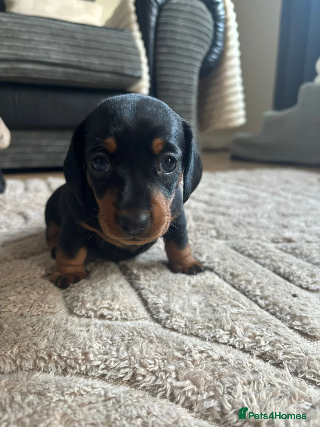 Miniature Dachshund dogs for sale: Miniature Dachshunds  - Advert 18