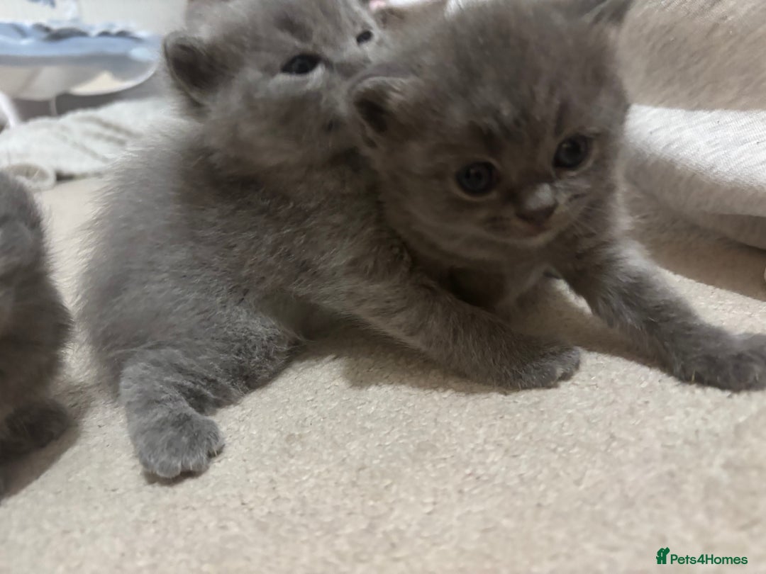 Ragdoll cats for sale: Scottish fold/ Ragdoll - Advert 5