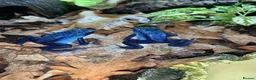 Frog reptiles for sale: Azureus dart frogs in Sidcup - Advert 6