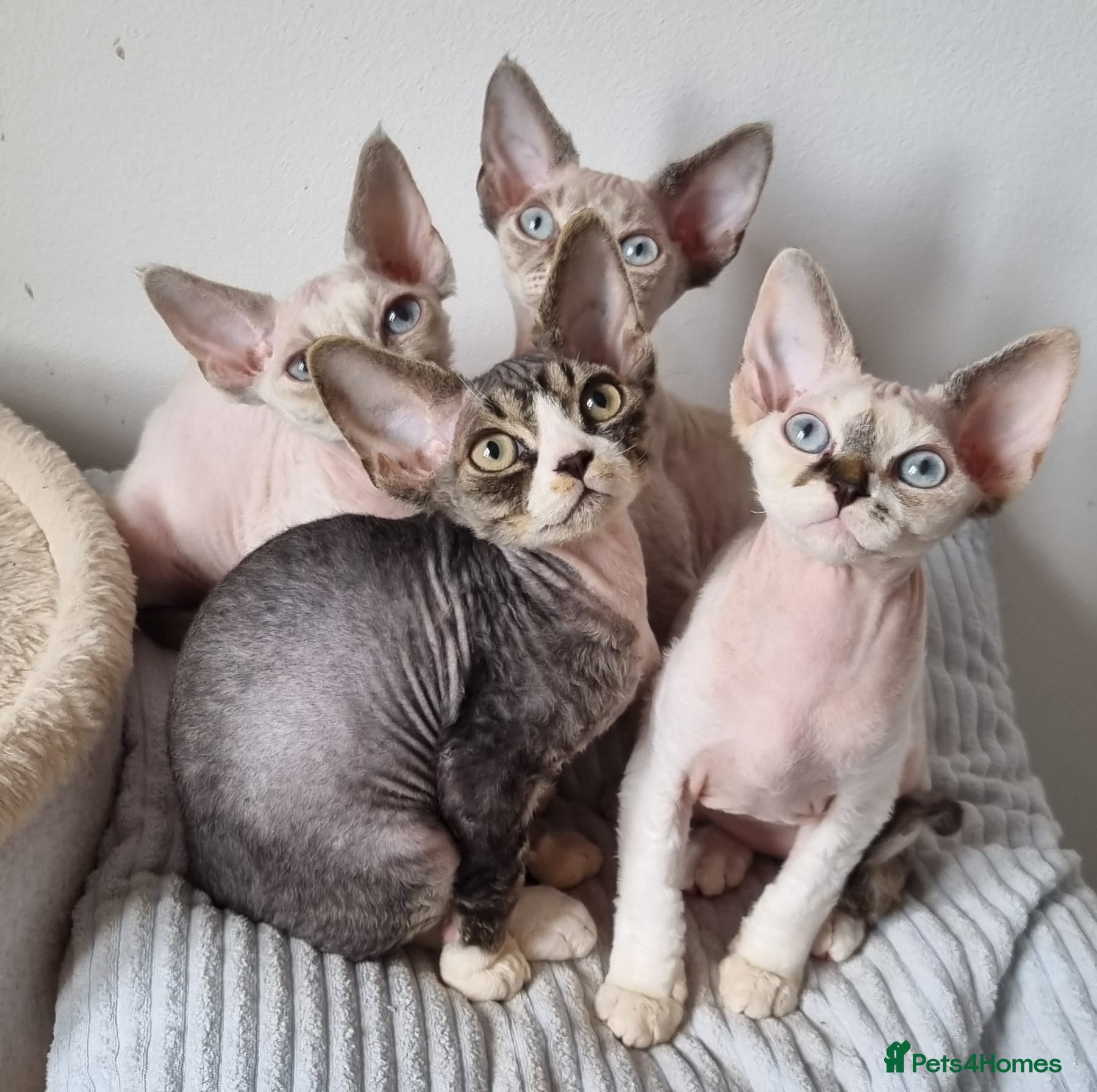 Devon Rex cats for sale: Devon Rex Kittens-Ready for Their Forever Homes! - Advert 1