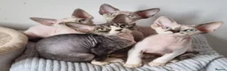 Devon Rex cats for sale: Devon Rex Kittens-Ready for Their Forever Homes! - Advert 1