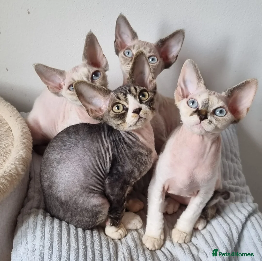 Devon Rex cats for sale: Devon Rex Kittens-Ready for Their Forever Homes! - Advert 1