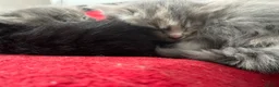 Mixed Breed cats for sale: Friendly, Playful Kittens - Advert 12