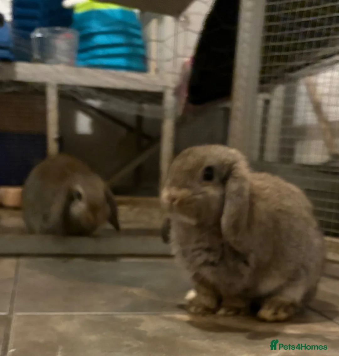 Mini Lop rabbits for sale: Mini lops - Advert 6