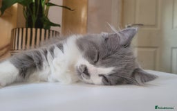 Maine Coon cats for sale: Maine coon cross persian  - Image 7