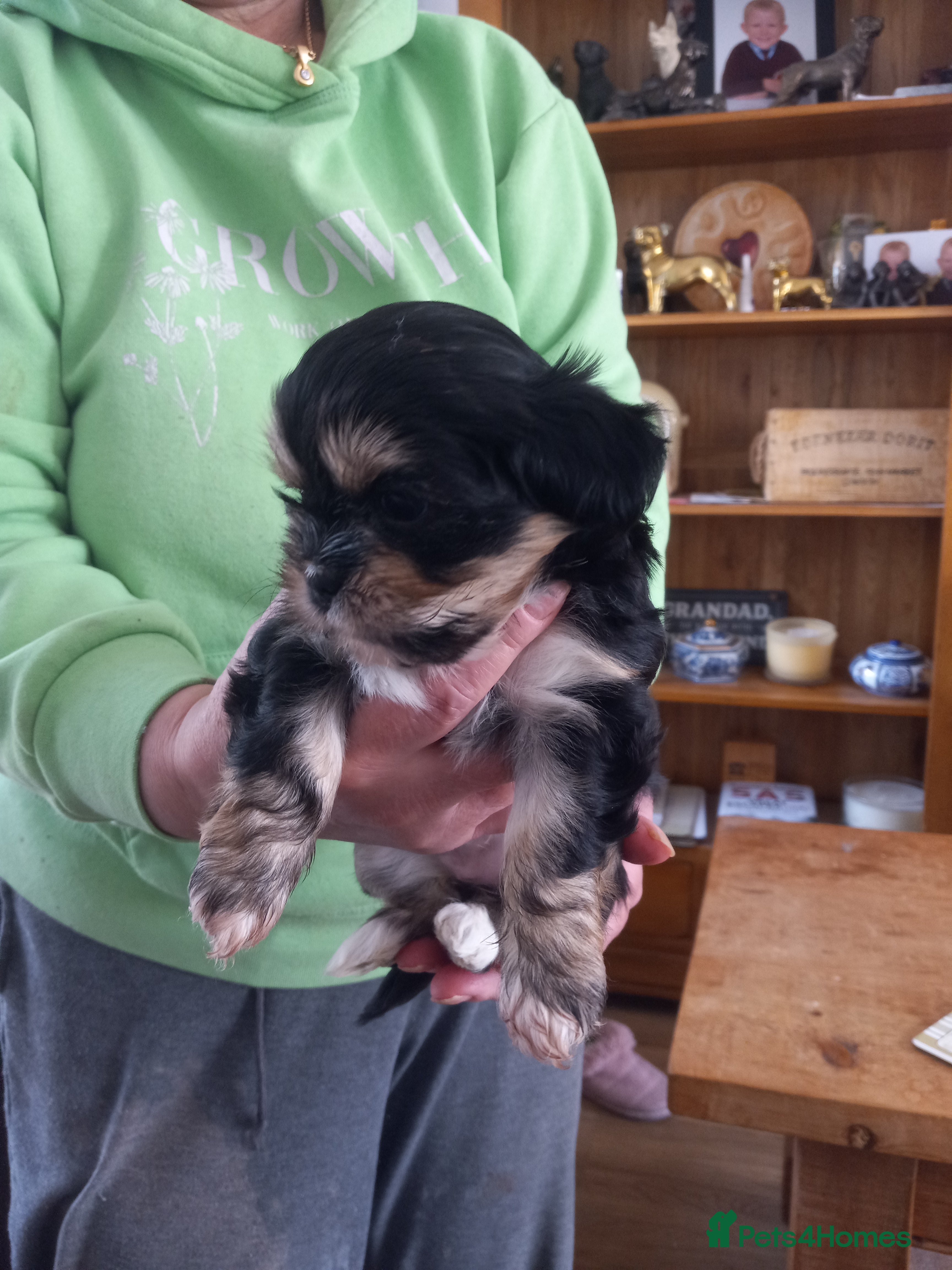 Lhasa Apso dogs Lhasa also pups - Advert 2