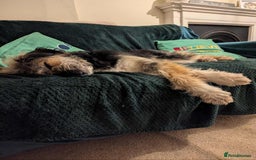 Mixed Breed dogs for adoption: MEET BELLA - Advert 3