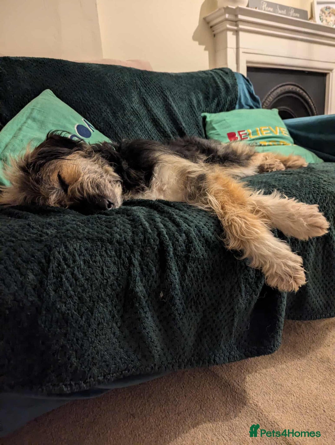 Mixed Breed dogs for adoption: MEET BELLA - Advert 3