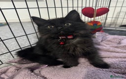 Mixed Breed cats for sale: 2 black half ragdoll kittens - Image 11