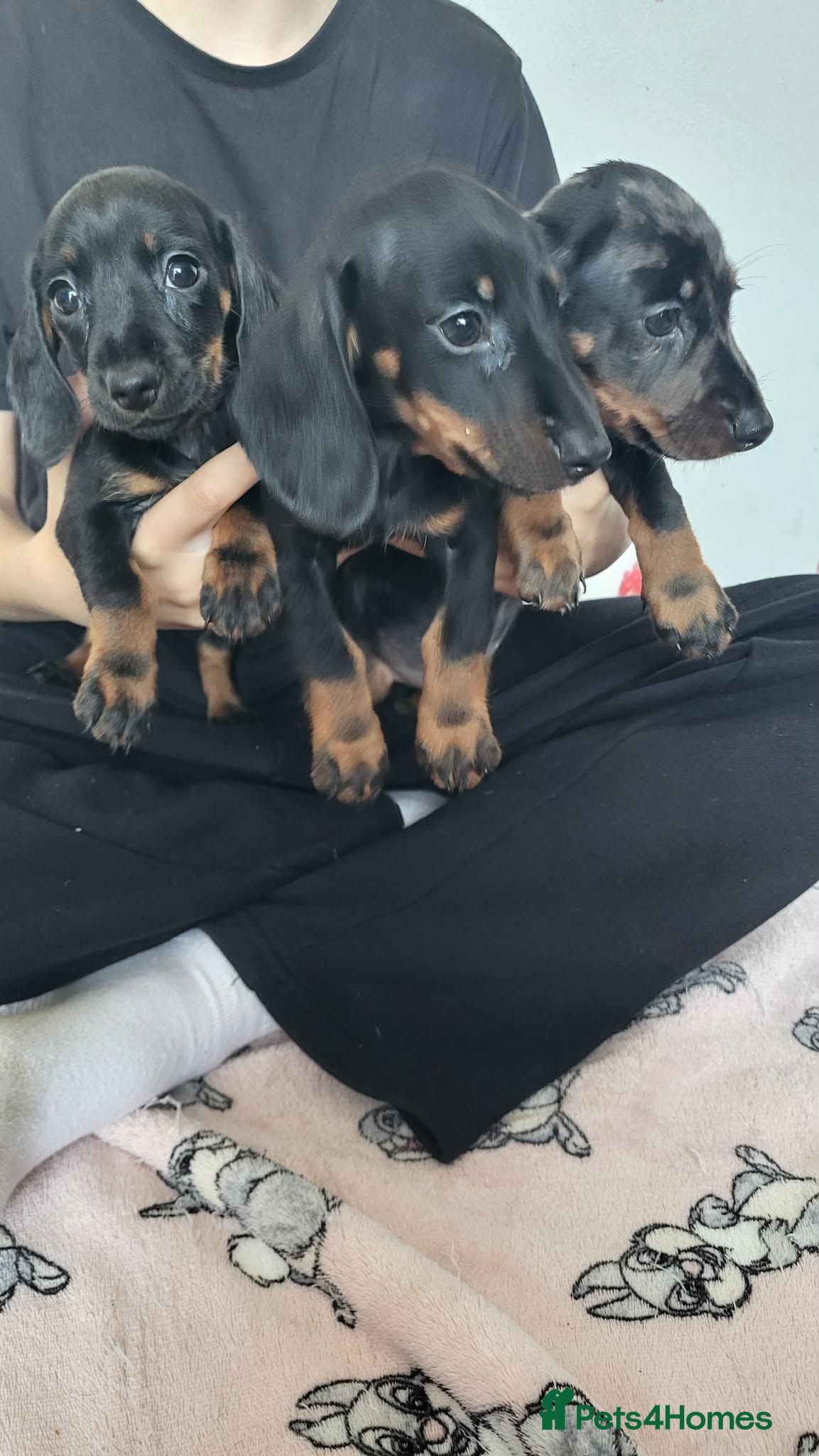 Dachshund dogs Delila Seres  - Advert 5