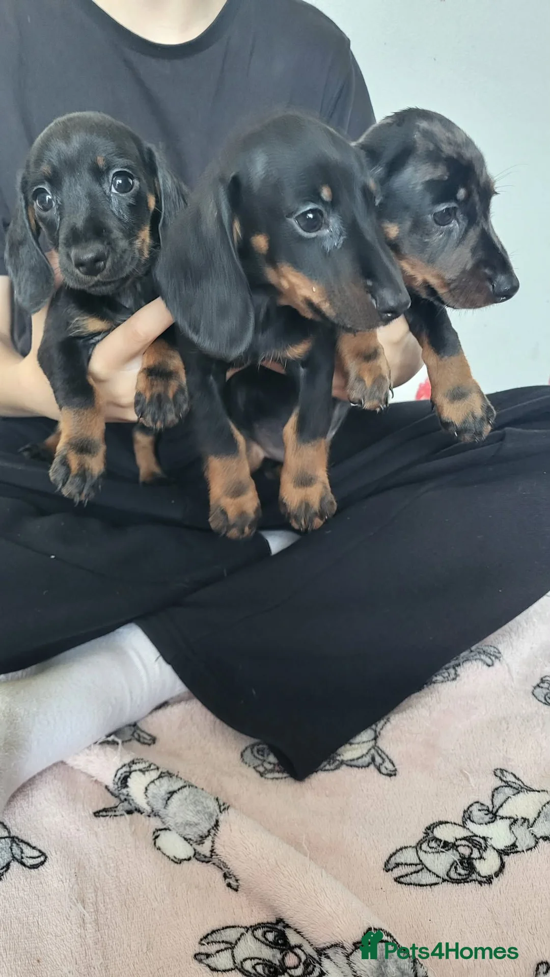 Dachshund dogs for sale: Delila Seres  in Barnsley - Advert 1