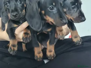 Dachshund dogs Delila Seres - Advert 1