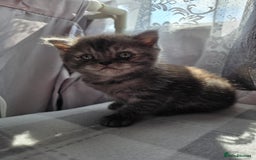 Scottish Fold cats for sale: Scottish-fold/straight ears kittens grey colour - Image 20