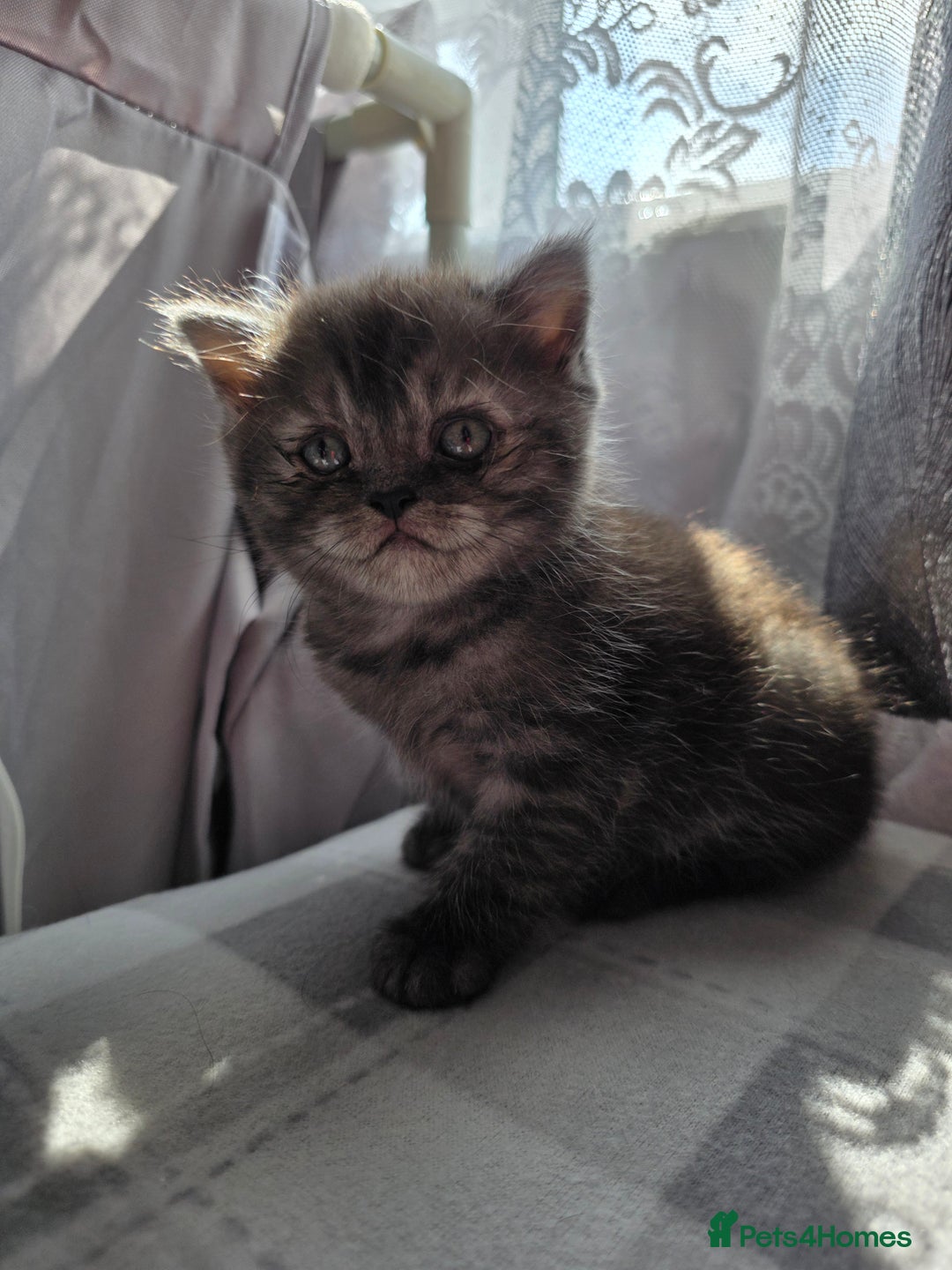 Scottish Fold cats for sale: Scottish-fold/straight ears kittens grey colour - Image 20