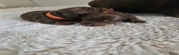 Miniature Dachshund dogs for sale: KC Miniature dachshund  - Advert 5