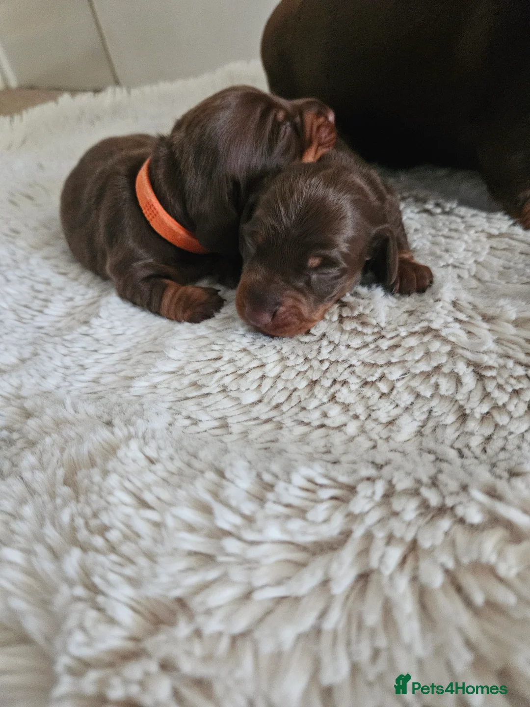 Miniature Dachshund dogs for sale: KC Miniature dachshund  - Advert 5