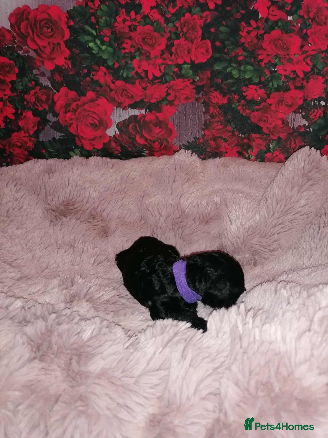 Cavapoo dogs for sale: Exceptional Cavapoo babies  - Image 14
