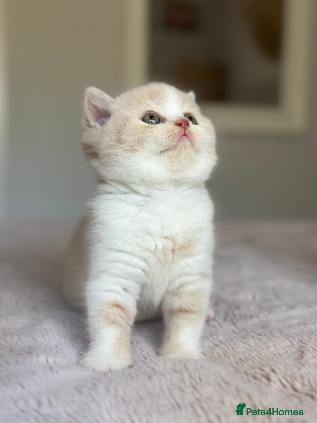 British Shorthair cats for sale: Beautiful , soft teddy bears 🩷🩷💙 - Image 29