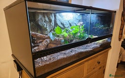 Corn Snake reptiles for sale: Young Male Corn Snake plus setup  - Advert 3