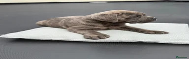 Cane Corso girl 6
