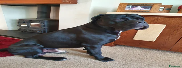 Samson 