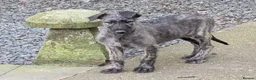 Deerhound dogs for sale: Deerhound/wolfhound pups - Advert 1