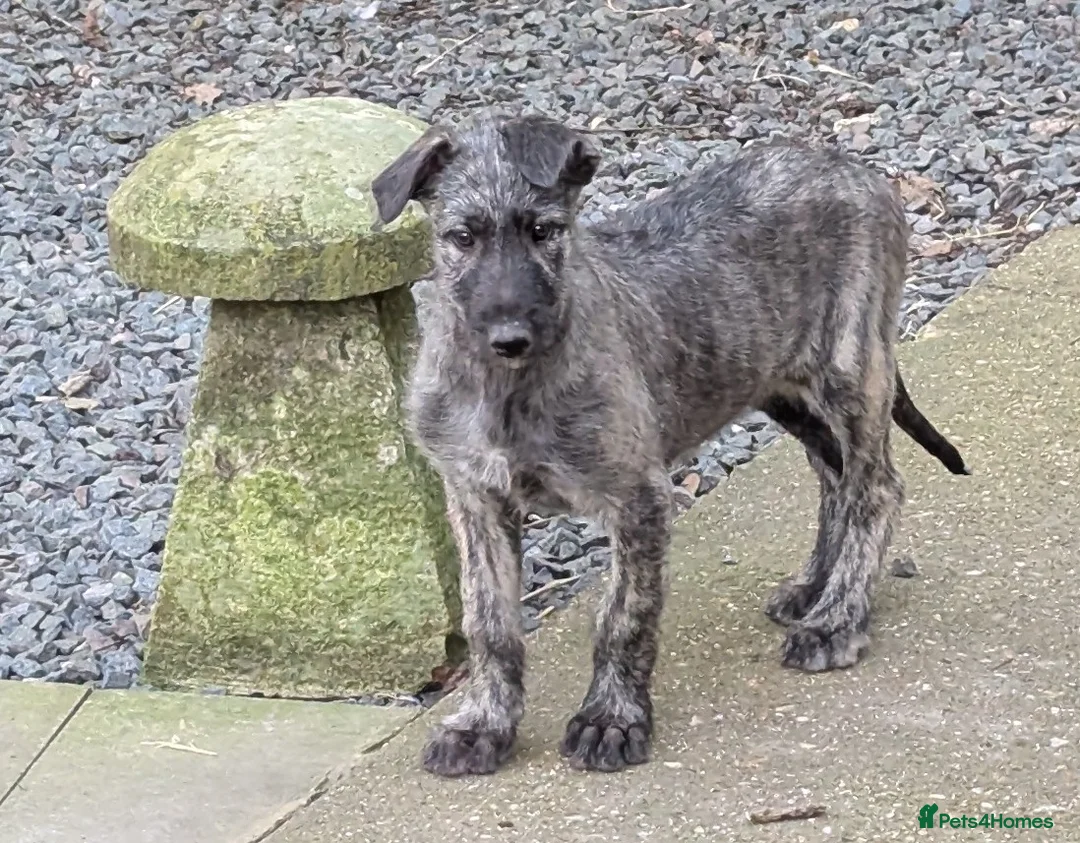 Deerhound dogs for sale: Deerhound/wolfhound pups - Advert 1