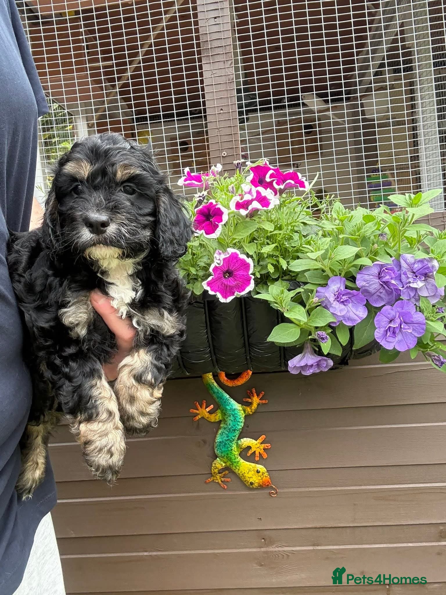 Cockapoo dogs READY NOW Lovely F1 Cockapoo Puppy! - Advert 8