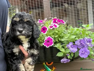 Cockapoo dogs READY NOW Lovely F1 Cockapoo Puppy! - Advert 1