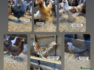 Chickens poultry for sale: Ready to lay Hens in a wide range of breeds - Advert 2