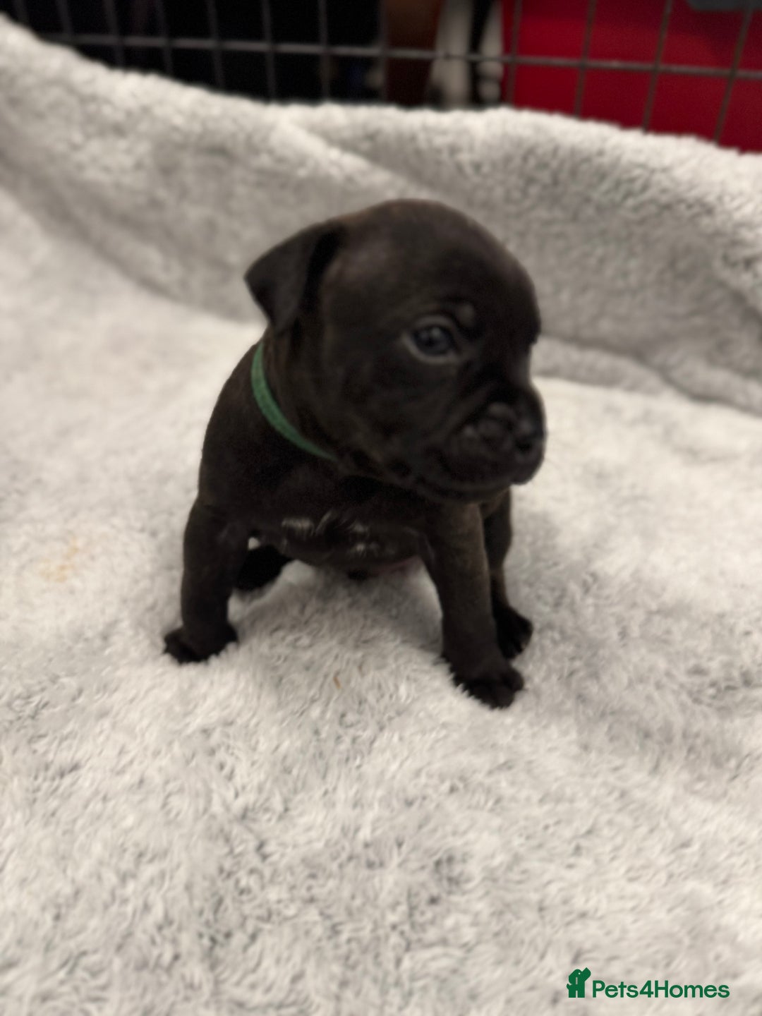 Staffordshire Bull Terrier dogs for sale: KC Staffordshire bull terrier puppies  - Advert 6