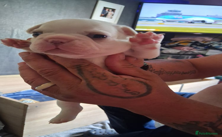 French Bulldog dogs - Advert 1