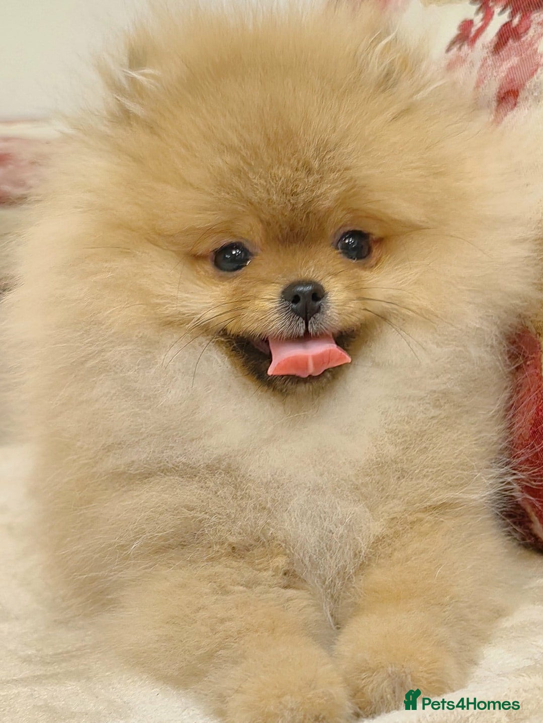 Pomeranian dogs for sale: Beautiful Pomeranian puppies - Advert 6
