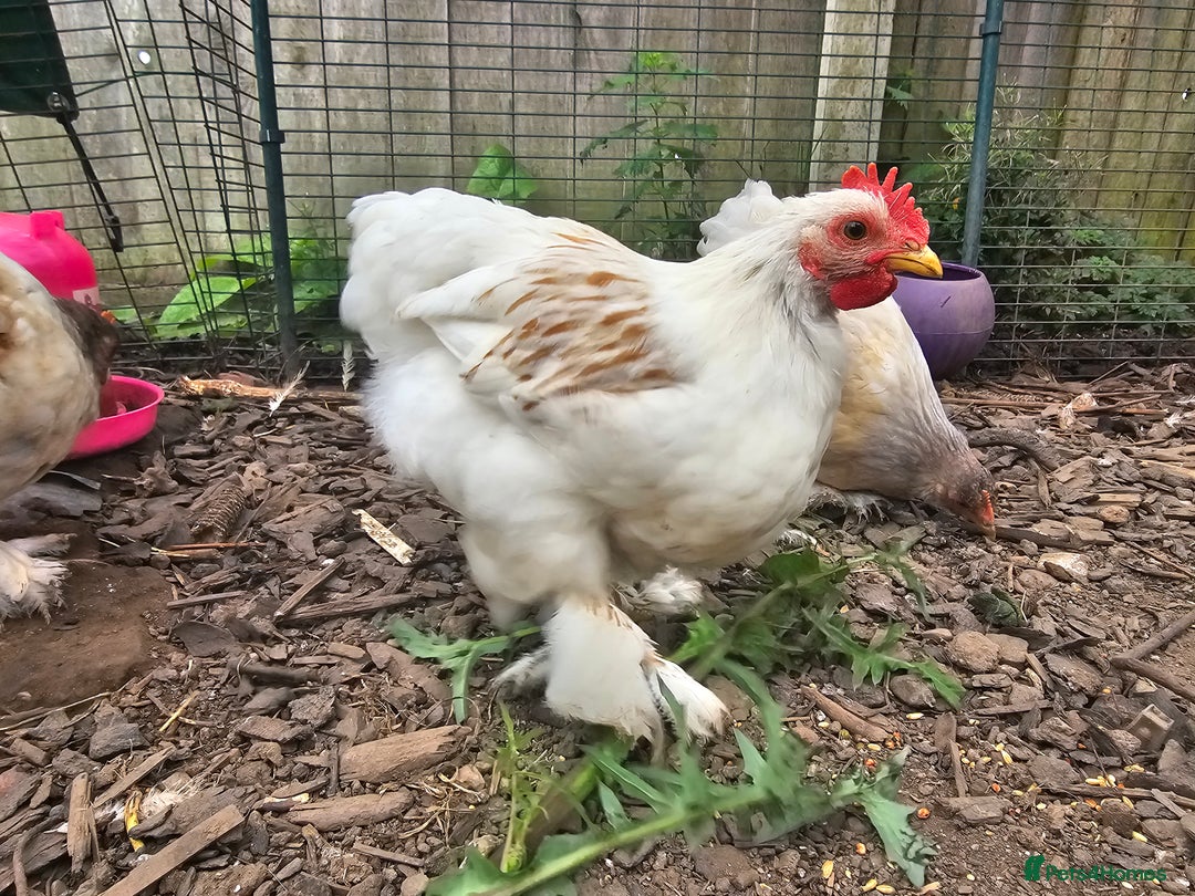Chickens poultry for sale: ** Stunning friendly Pekin Cockerals available **  - Image 20