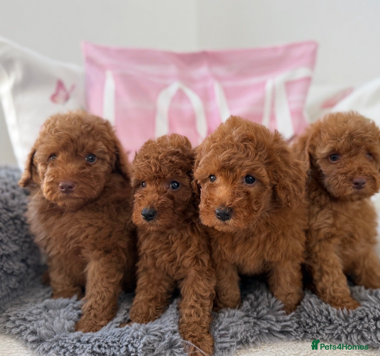 Miniature Poodle dogs 🧸last two KC registered  miniature poodle🧸 - Advert 1