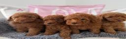 Miniature Poodle dogs for sale: 🧸last two KC registered  miniature poodle🧸 - Advert 1