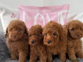 Miniature Poodle dogs for sale: 🧸last two KC registered miniature poodle🧸 - Advert 4