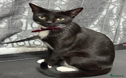 Mixed Breed cats for sale: Adorable Male Kitten Looking for His Forever Home - Image 5