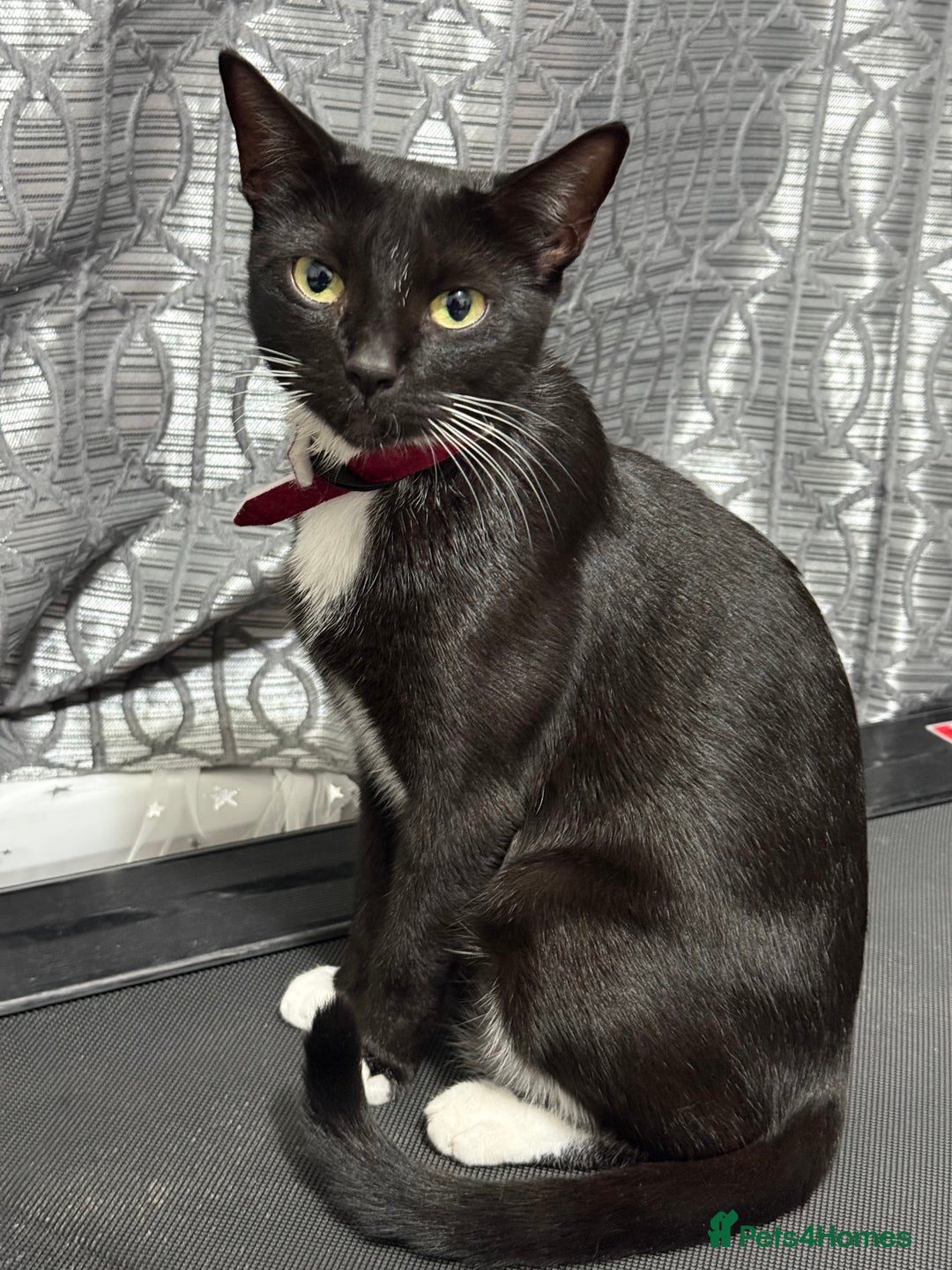 Mixed Breed cats for sale: Adorable Male Kitten Looking for His Forever Home - Image 5