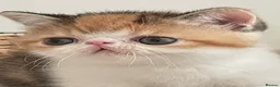 Exotic cats for sale: Gorgeous GCCF reg. kittens from Champions parents  - Advert 29