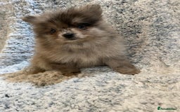 Pomeranian dogs for sale: Ready to leave Pomeranian puppies  - Image 16