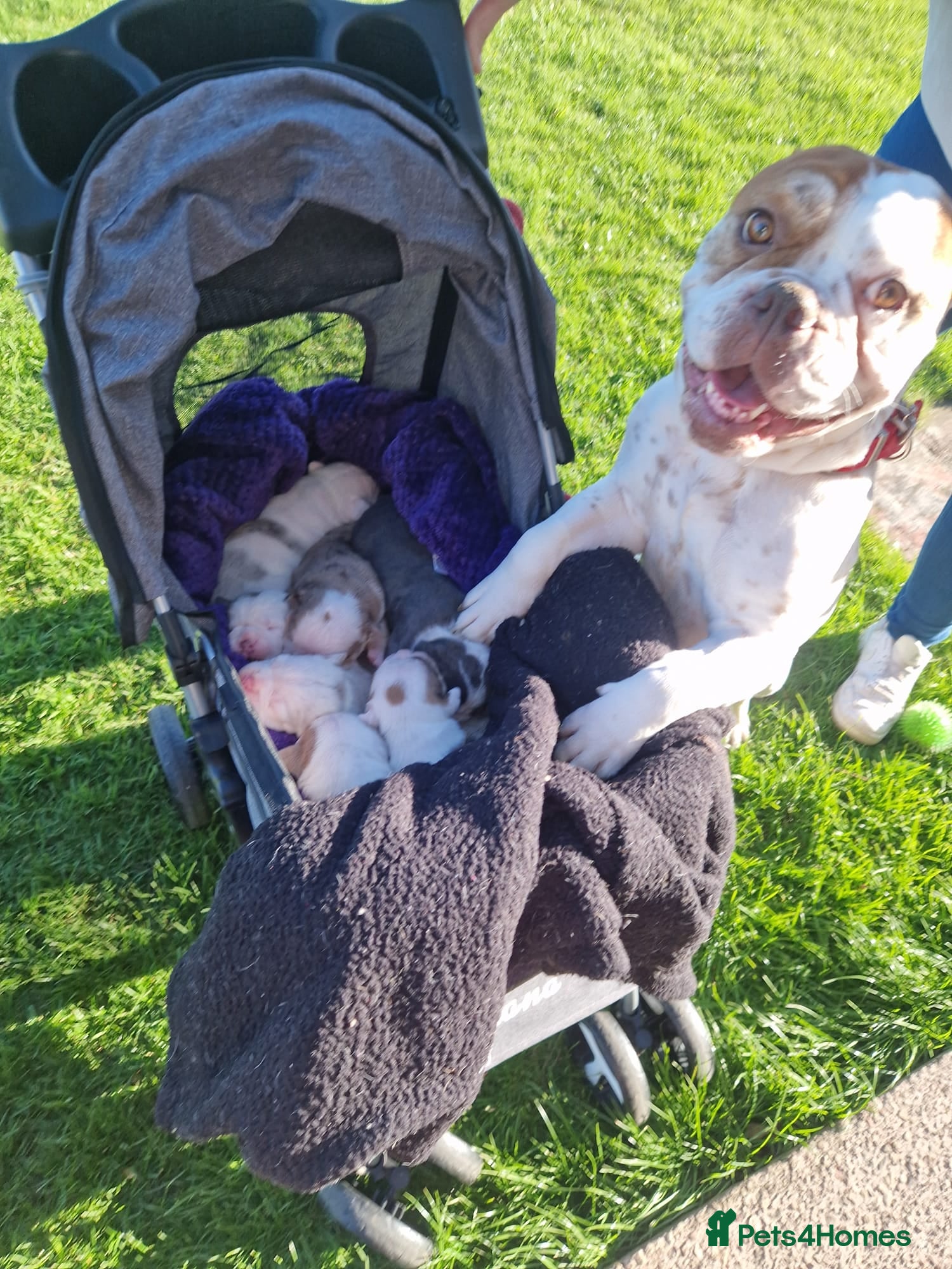 Olde English Bulldogge dogs Stunning litter of  Olde English Bulldog puppies  - Advert 4