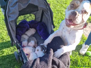 Olde English Bulldogge dogs Stunning litter of Olde English Bulldog puppies - Advert 4