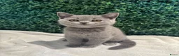 British Shorthair cats for sale: 💐British Shorthair Kittens (Blue)💐 - Advert 6