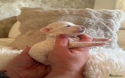 Morkie dogs for sale: Teacup Maltese/morkie babies  - Image 8